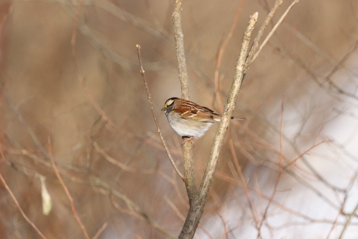 White-throated Sparrow - ML630901545