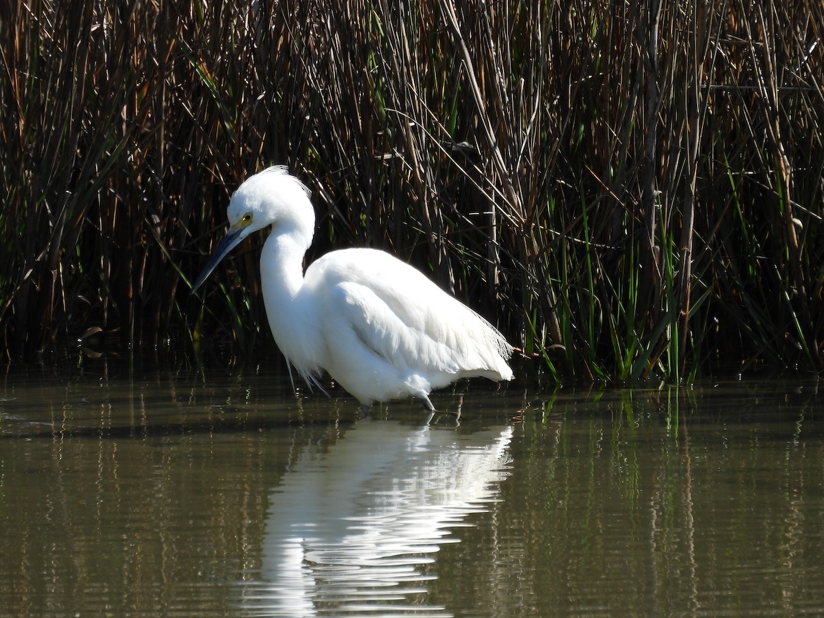 Snowy Egret - ML630901556