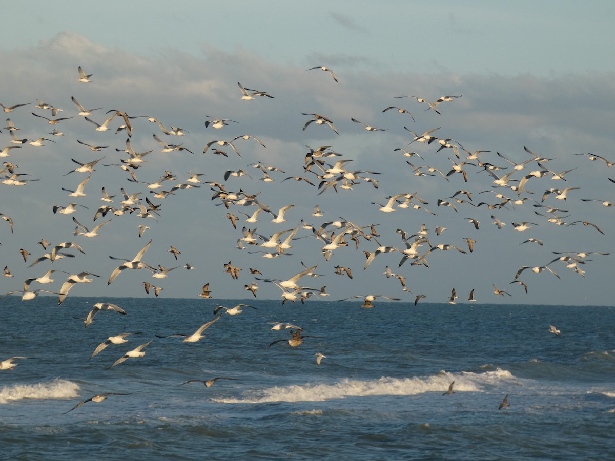 American Herring Gull - ML630901672