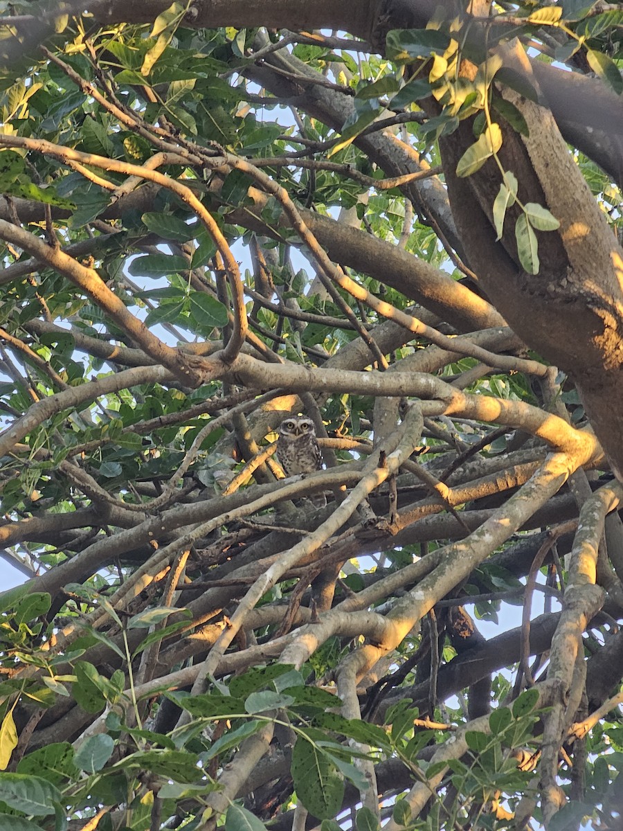 Spotted Owlet - ML630901775