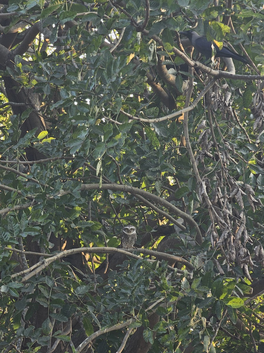 Spotted Owlet - ML630901776