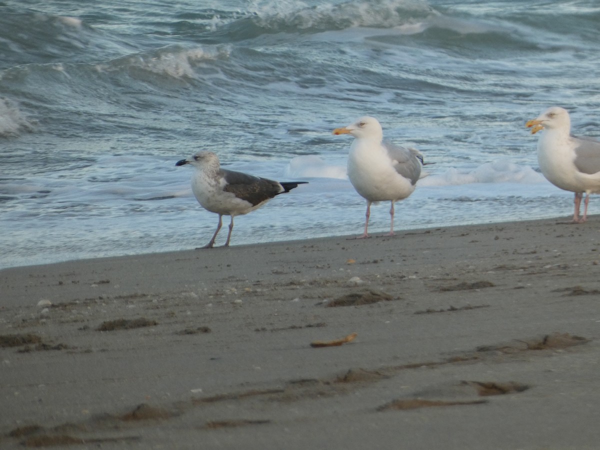 Lesser Black-backed Gull - ML630902065