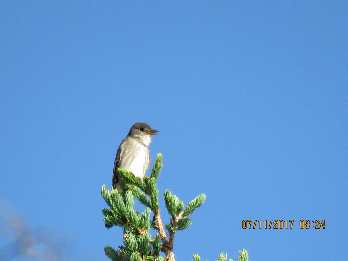 Olive-sided Flycatcher - Janice Flynn