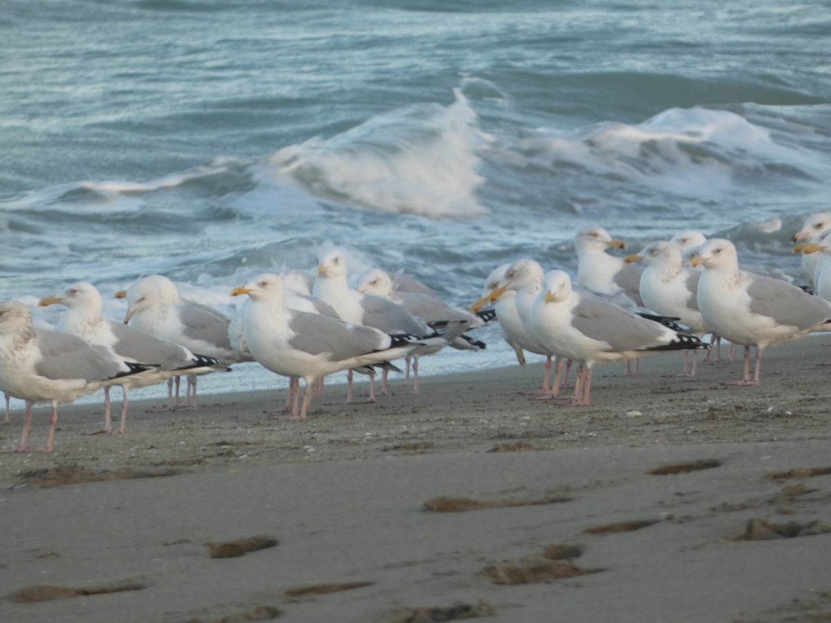 American Herring Gull - ML630902120