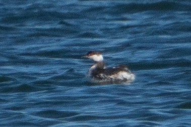 Horned Grebe - ML630902272