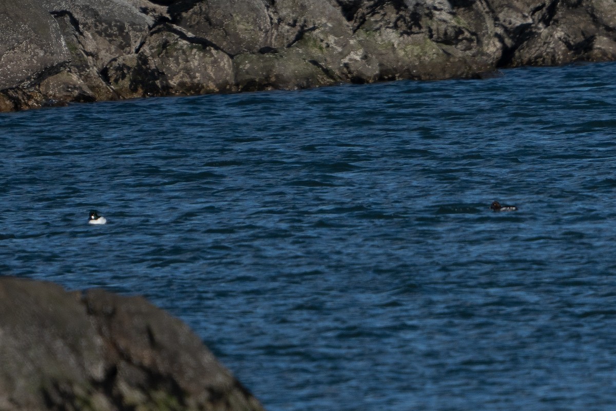 Common Goldeneye - ML630902276