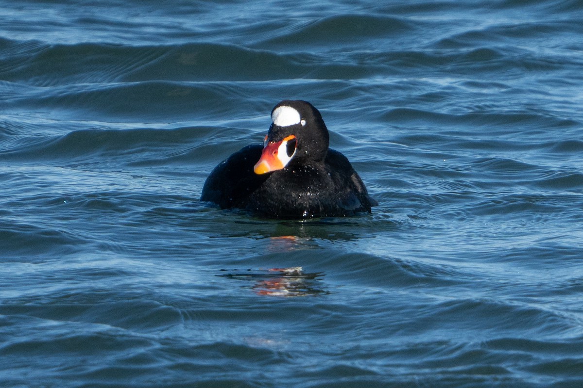 Surf Scoter - ML630902287