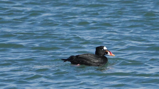 Surf Scoter - ML630902294