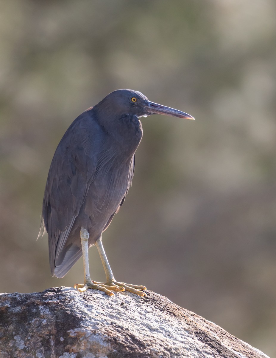 Pacific Reef-Heron - ML630902336