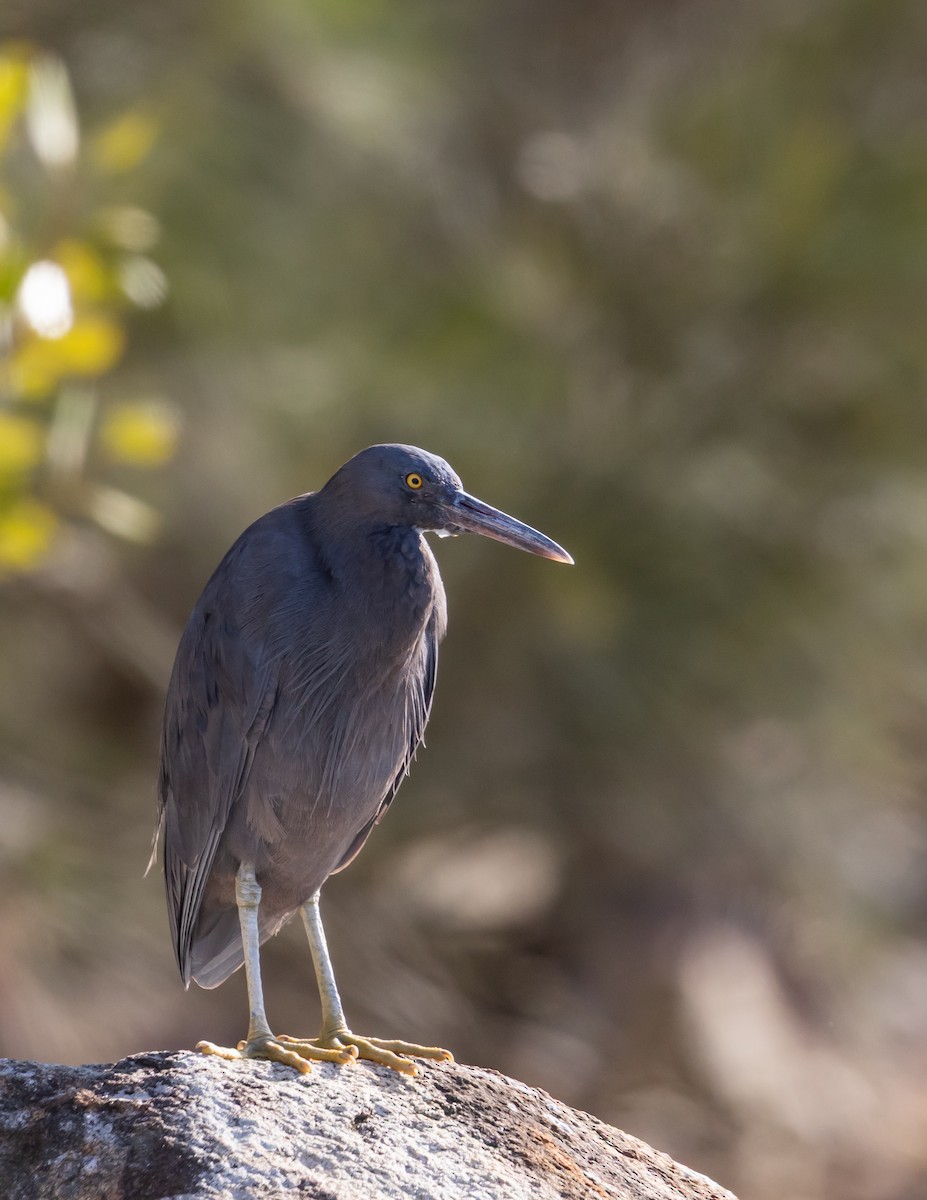 Pacific Reef-Heron - ML630902337