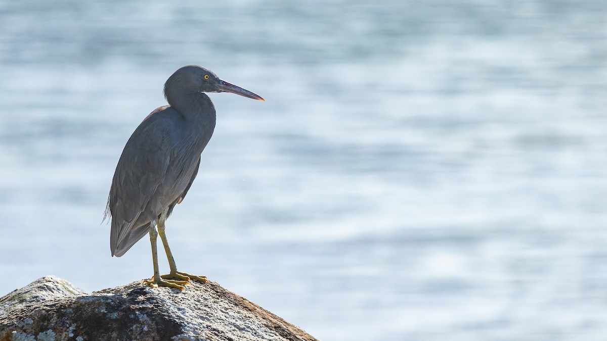 Pacific Reef-Heron - ML630902338