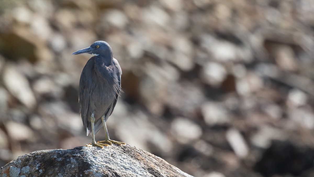 Pacific Reef-Heron - ML630902339