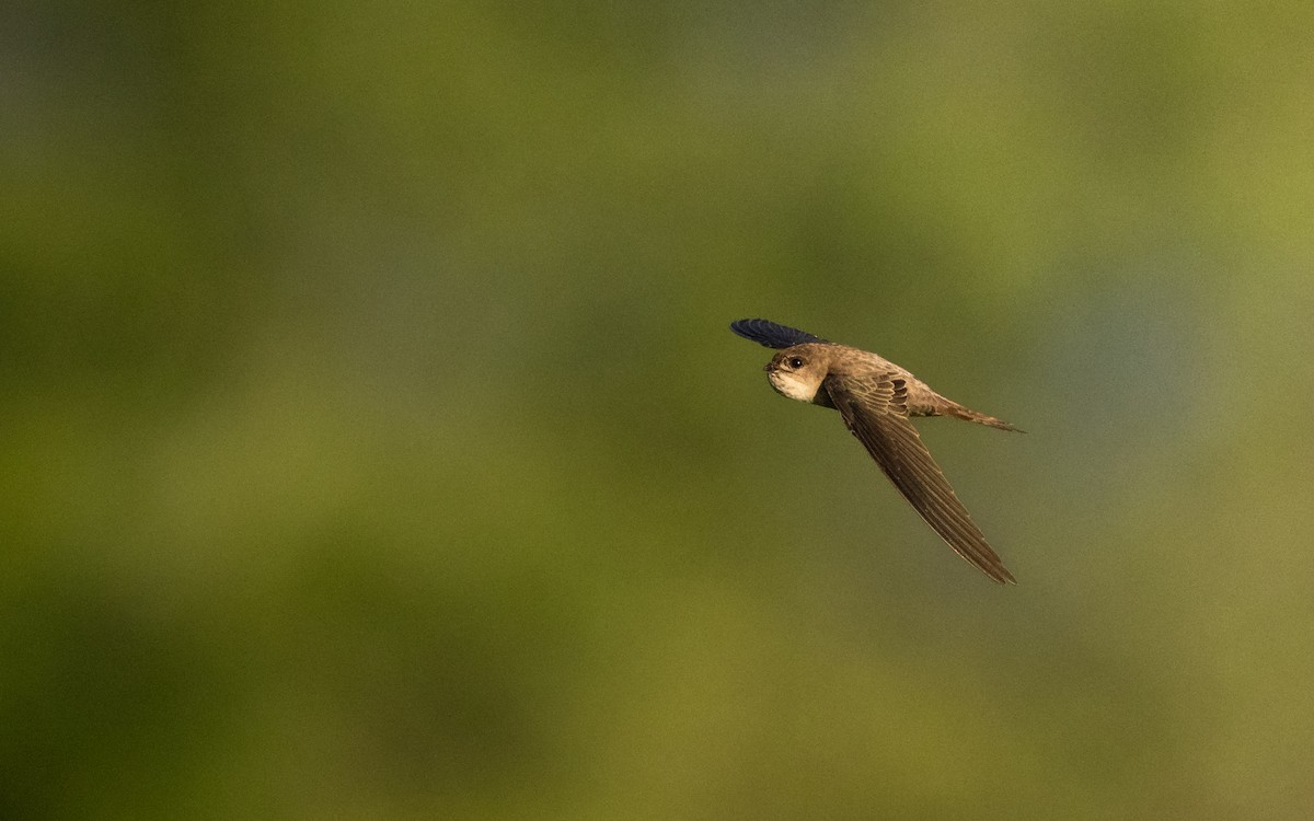 Asian Palm Swift - ML630902381