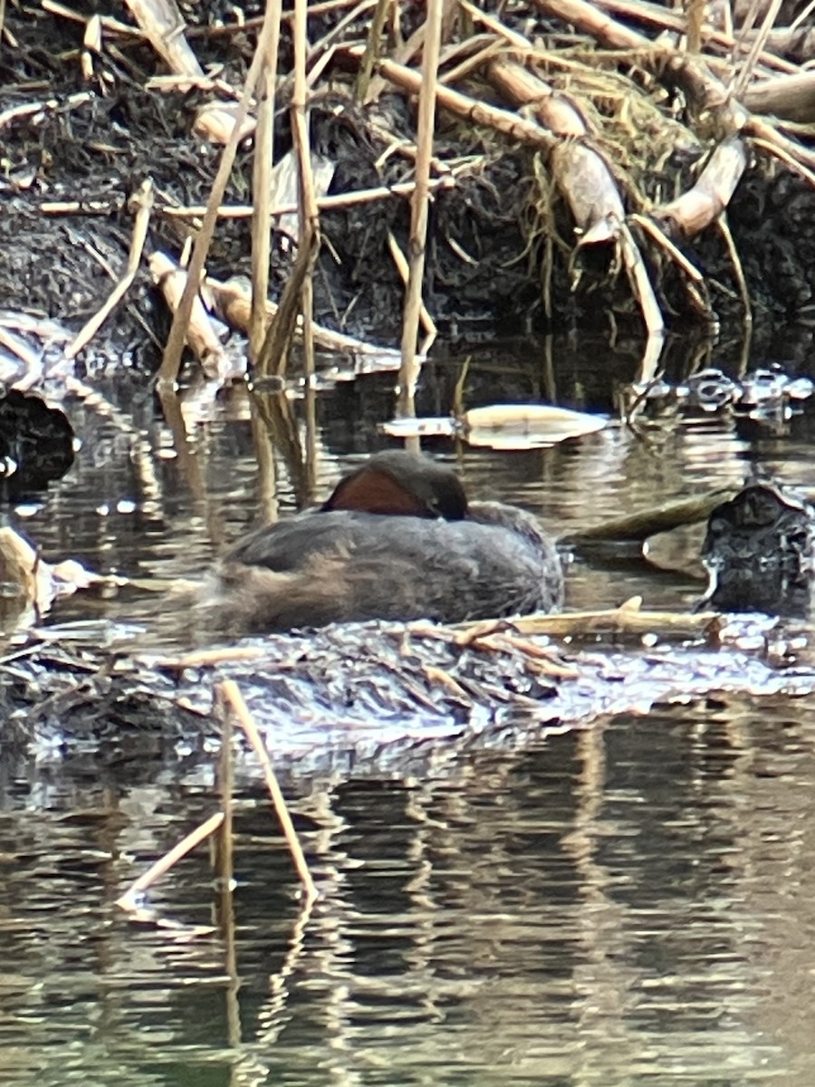 Пірникоза мала - ML630902398