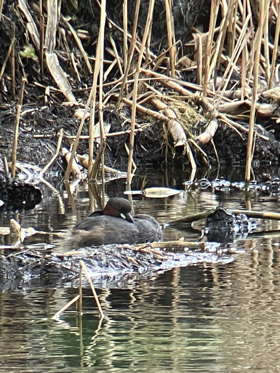 Пірникоза мала - ML630902399