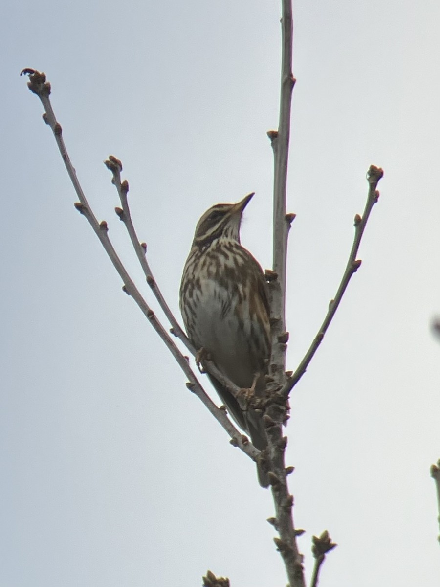 Дрізд білобровий - ML630902431