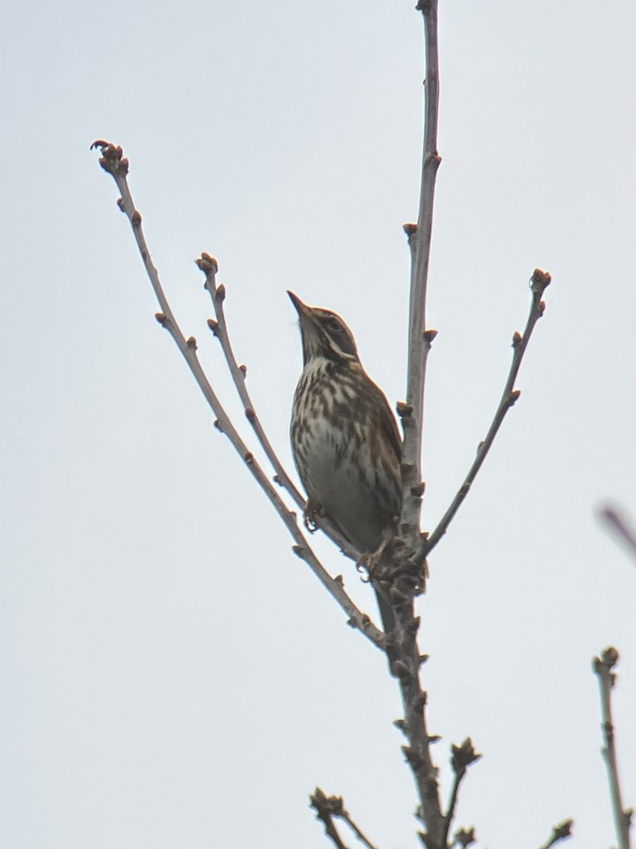 Дрізд білобровий - ML630902432