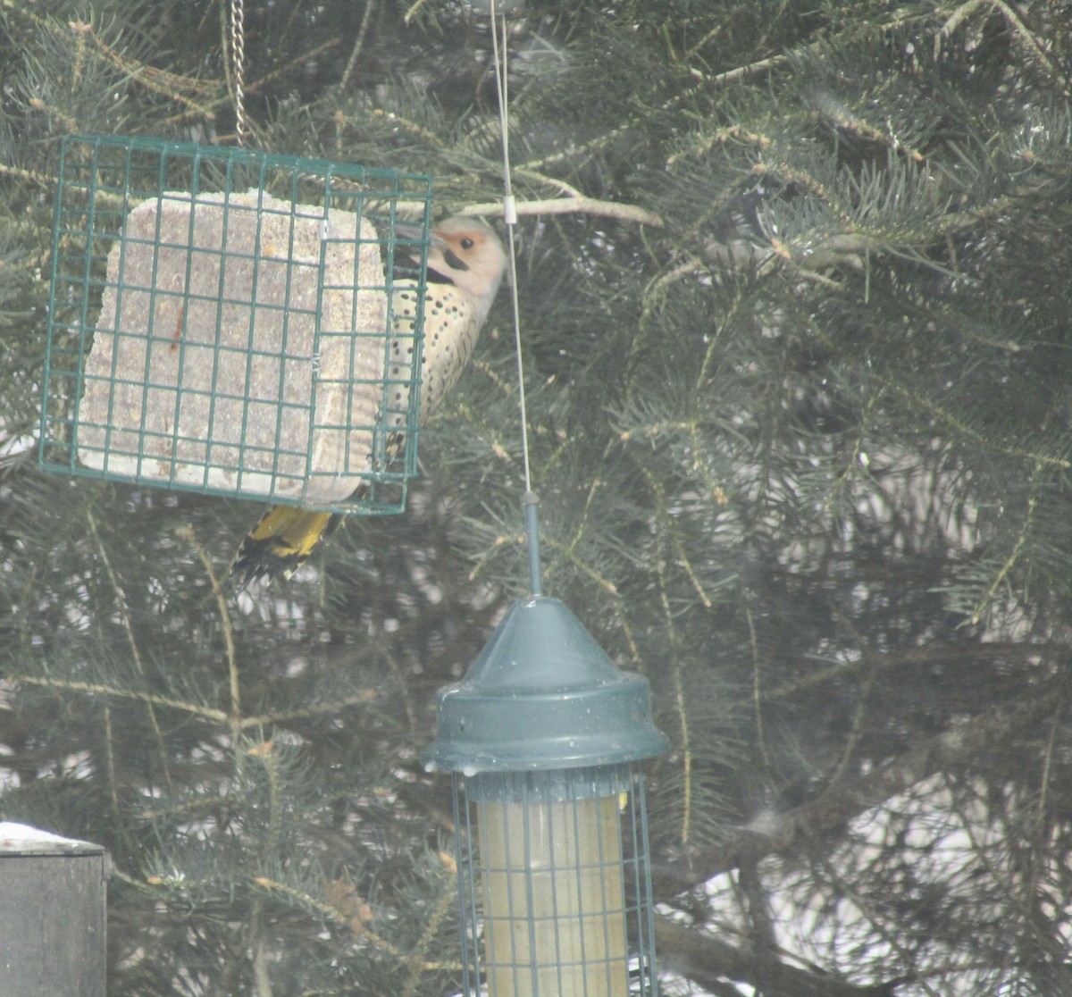 Northern Flicker (Yellow-shafted) - ML630902649