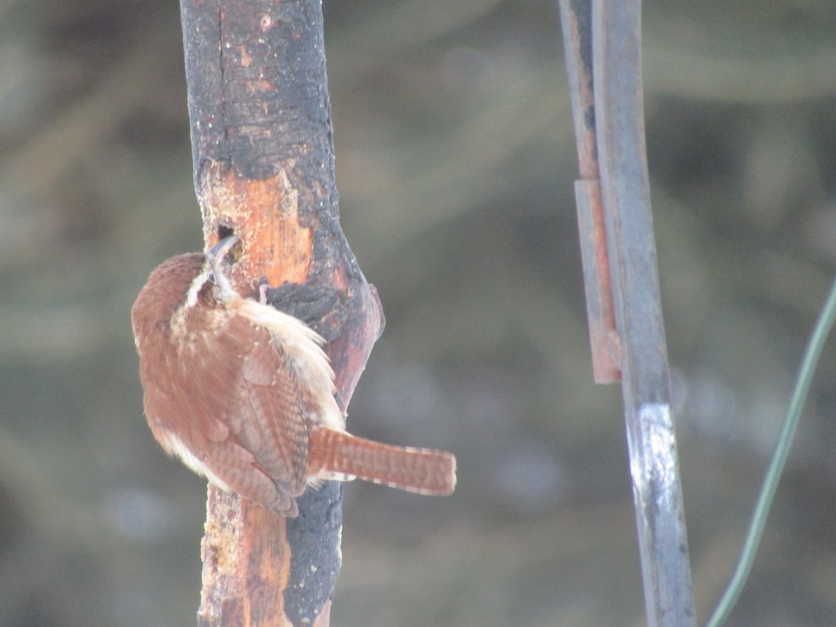 Carolina Wren - ML630902657