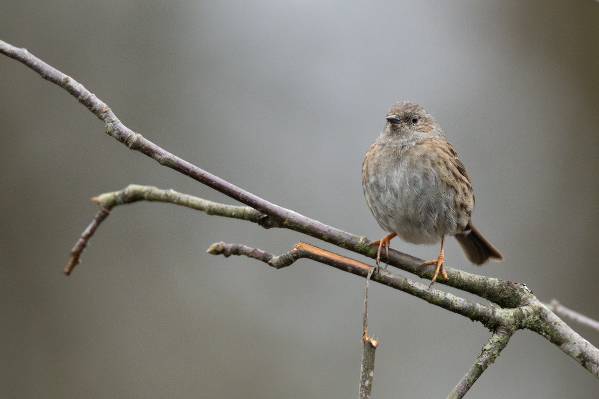 Dunnock - ML630902811