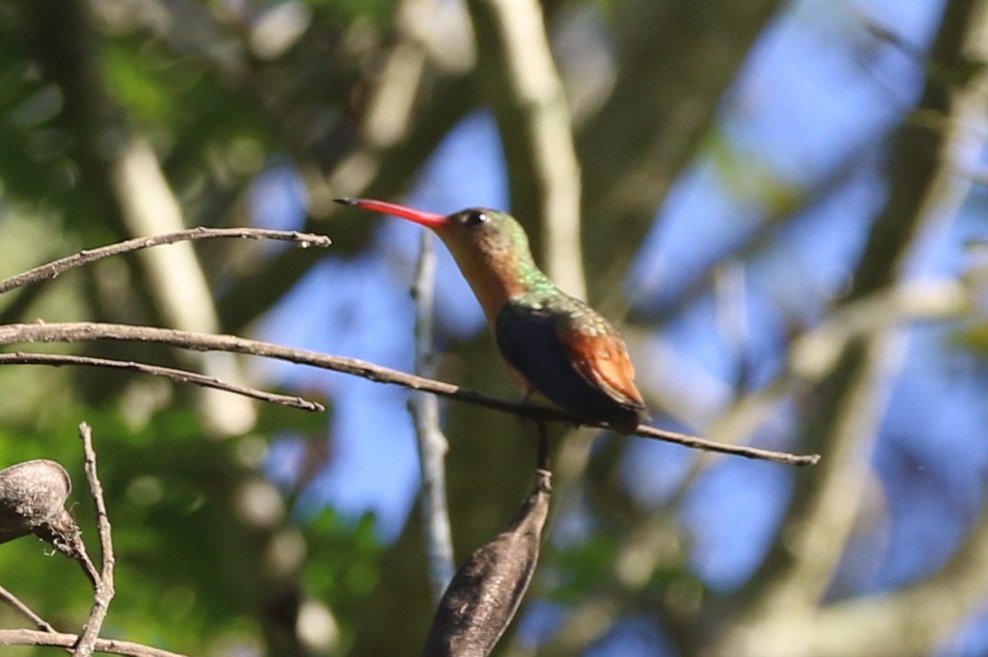 Cinnamon Hummingbird - ML630902926