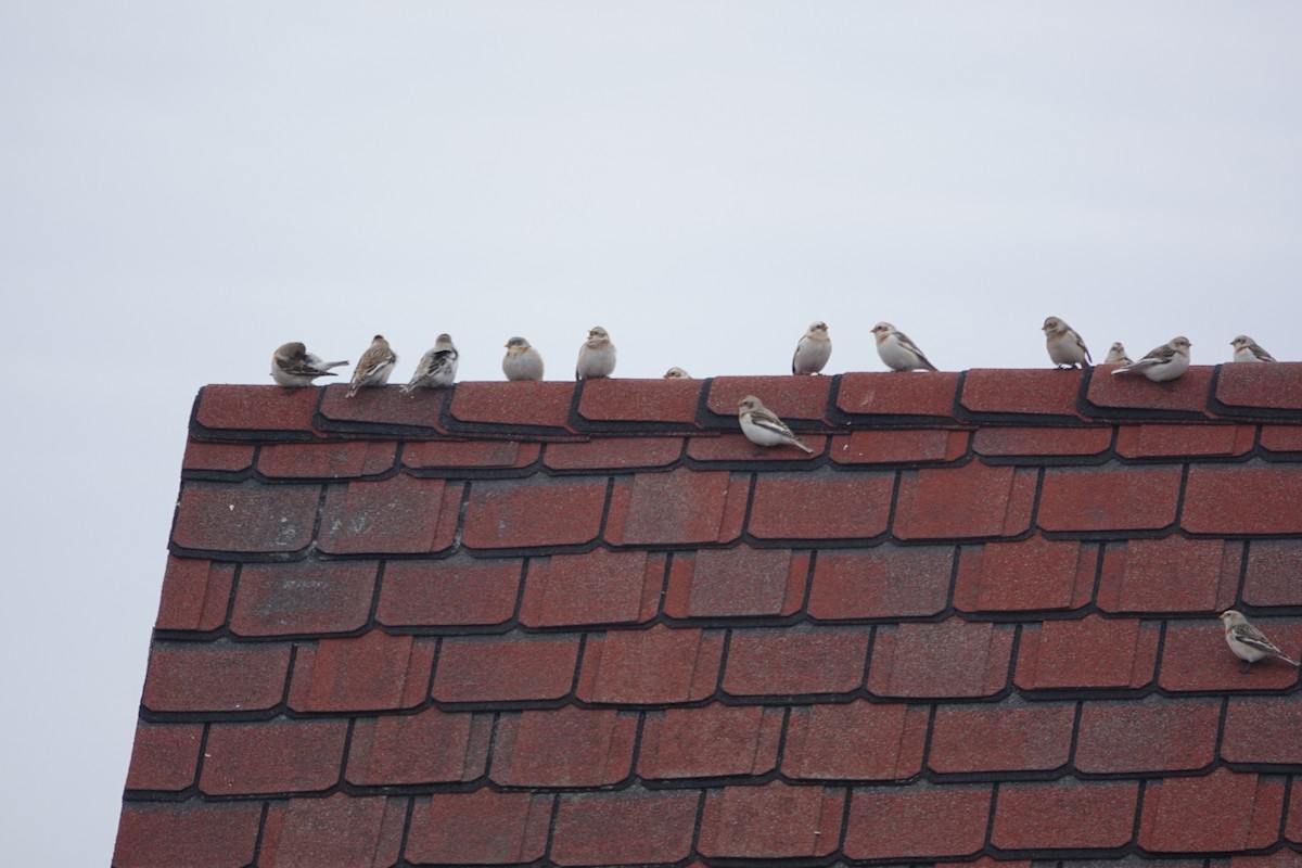 Snow Bunting - ML630902945