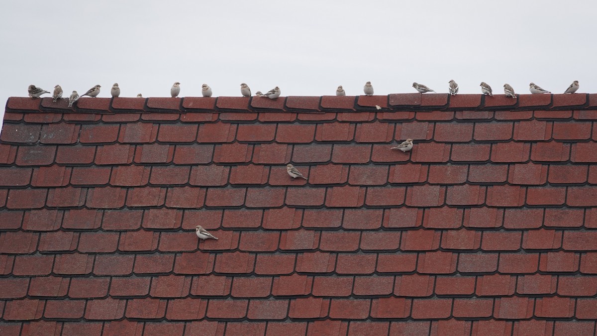 Snow Bunting - ML630902946