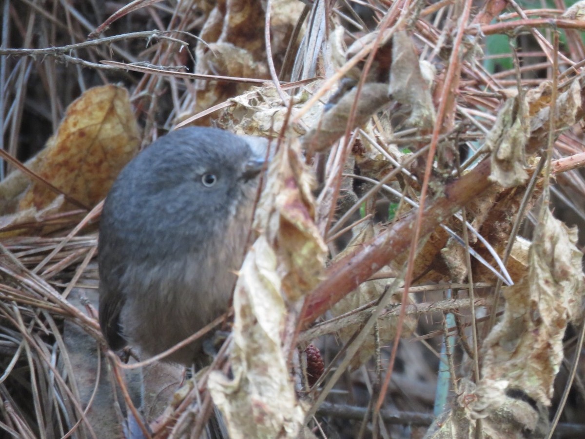Wrentit - ML630903235