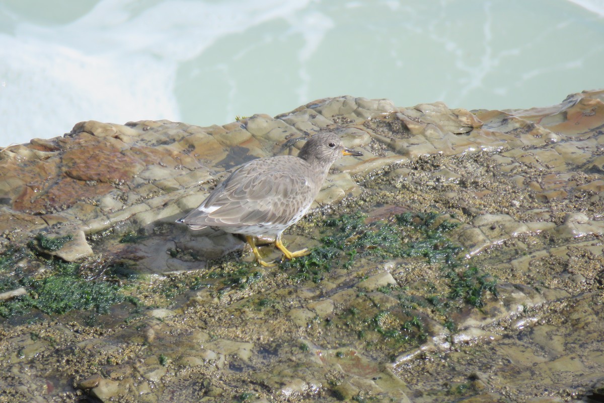 Surfbird - ML630903266