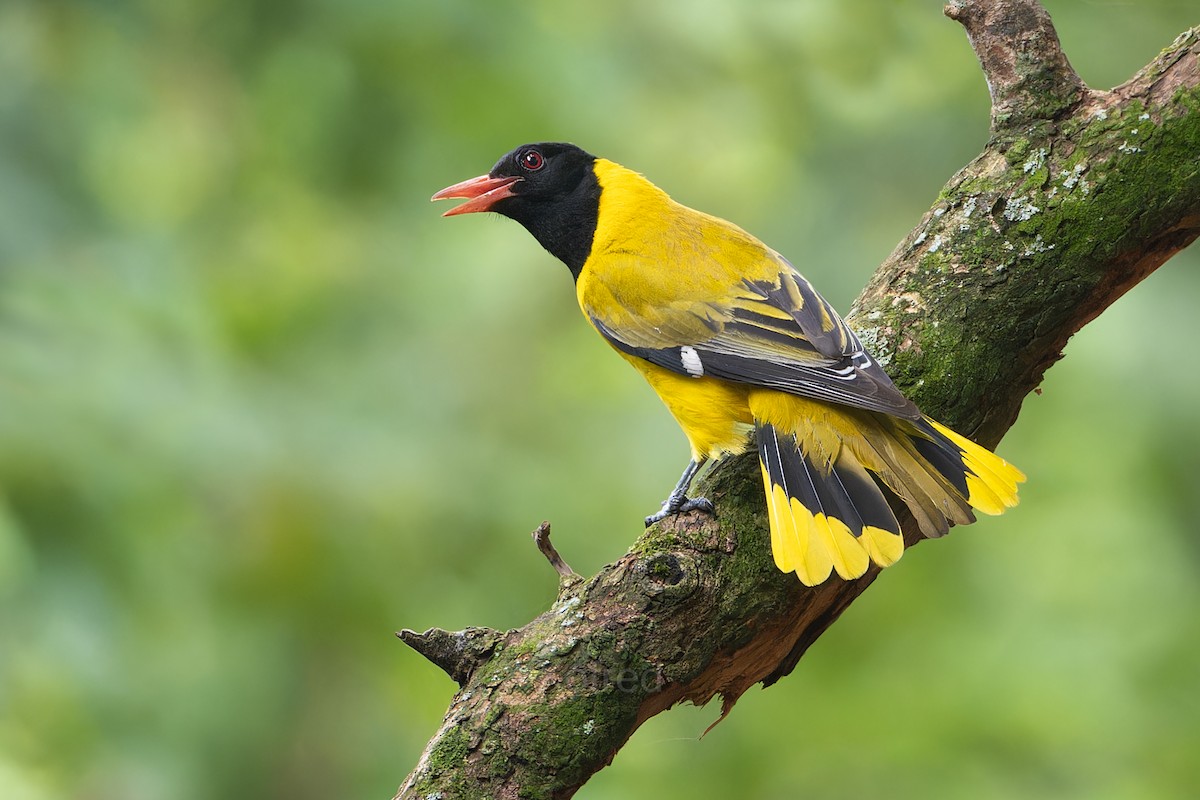 African Black-headed Oriole - ML630903349