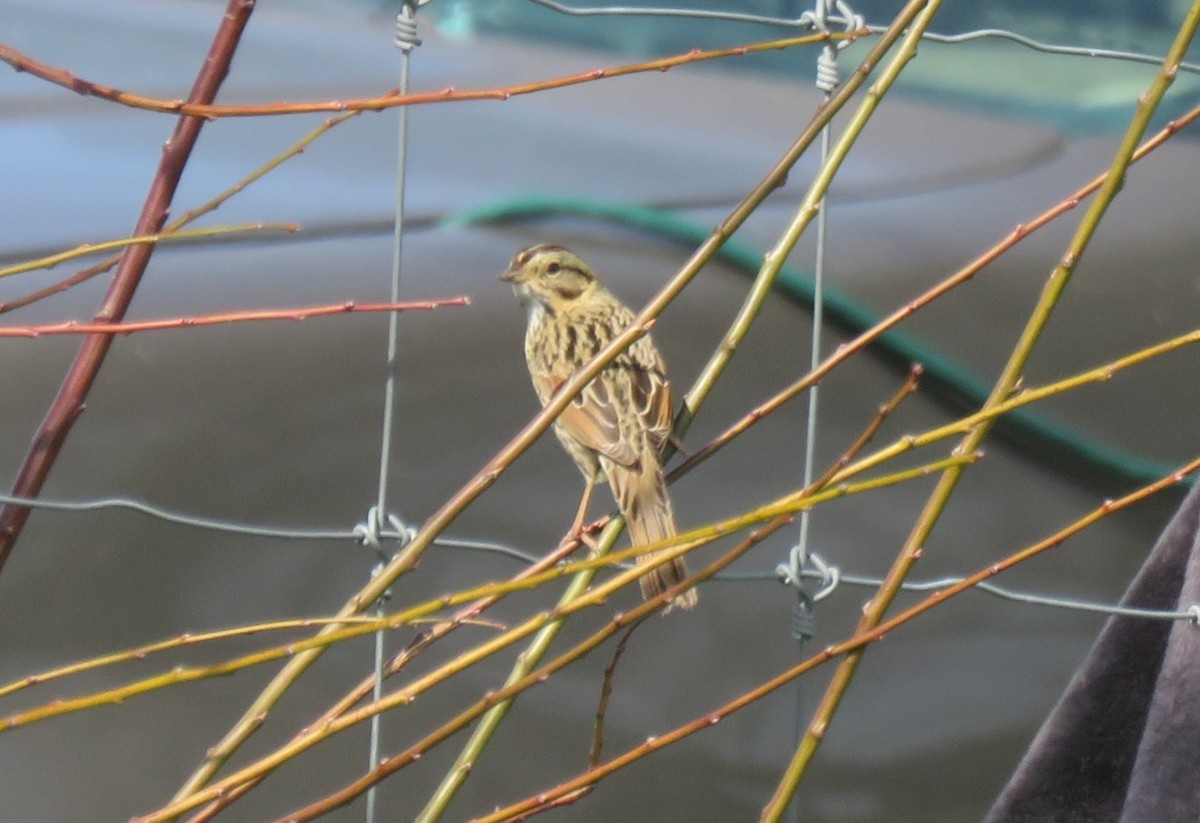 Lincoln's Sparrow - ML630903424
