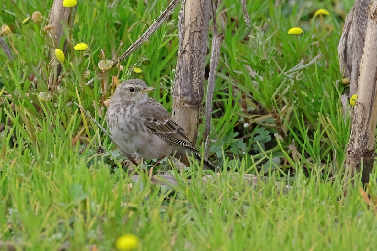 Pipit spioncelle - ML630903511