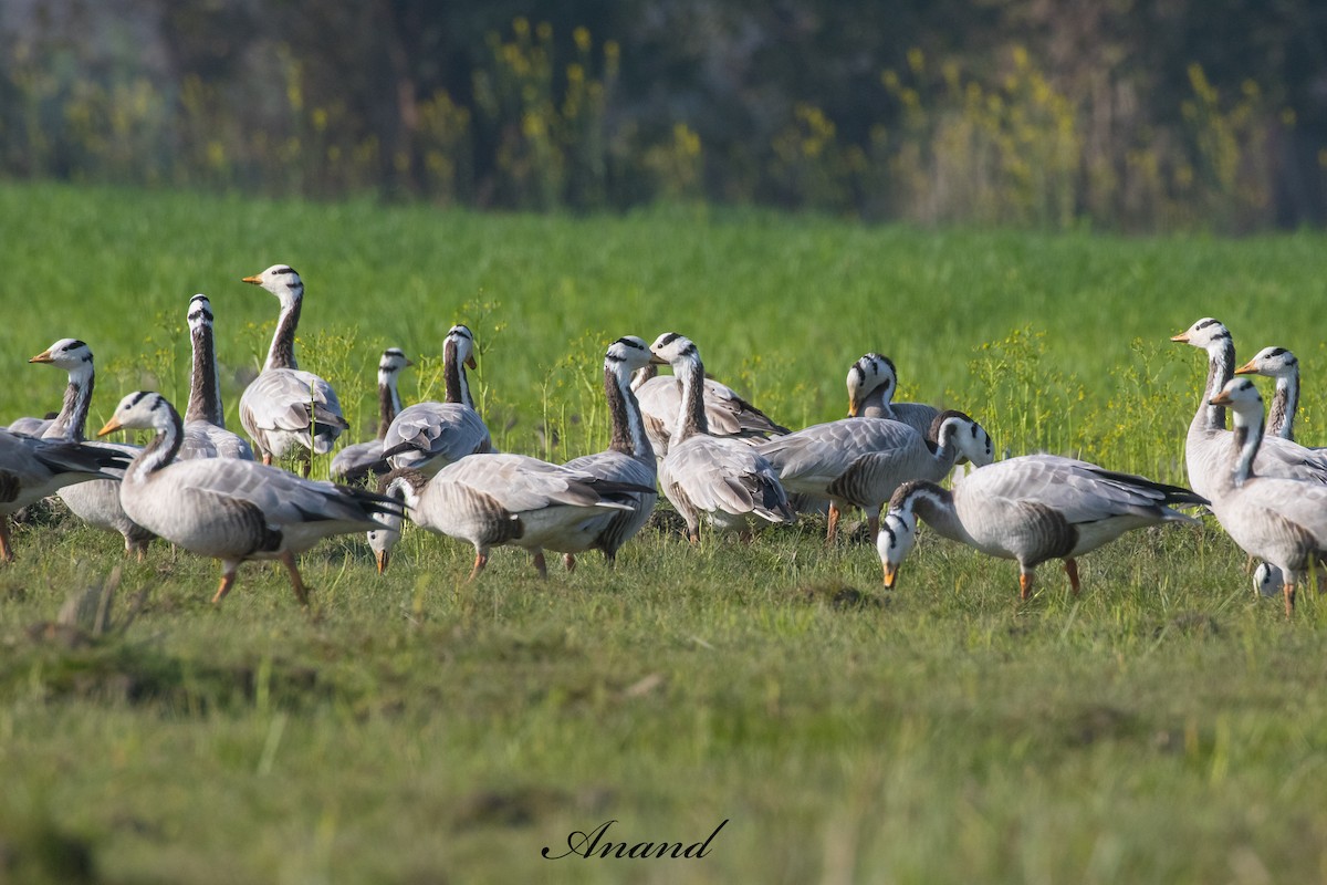 Oca indiana - ML630903710