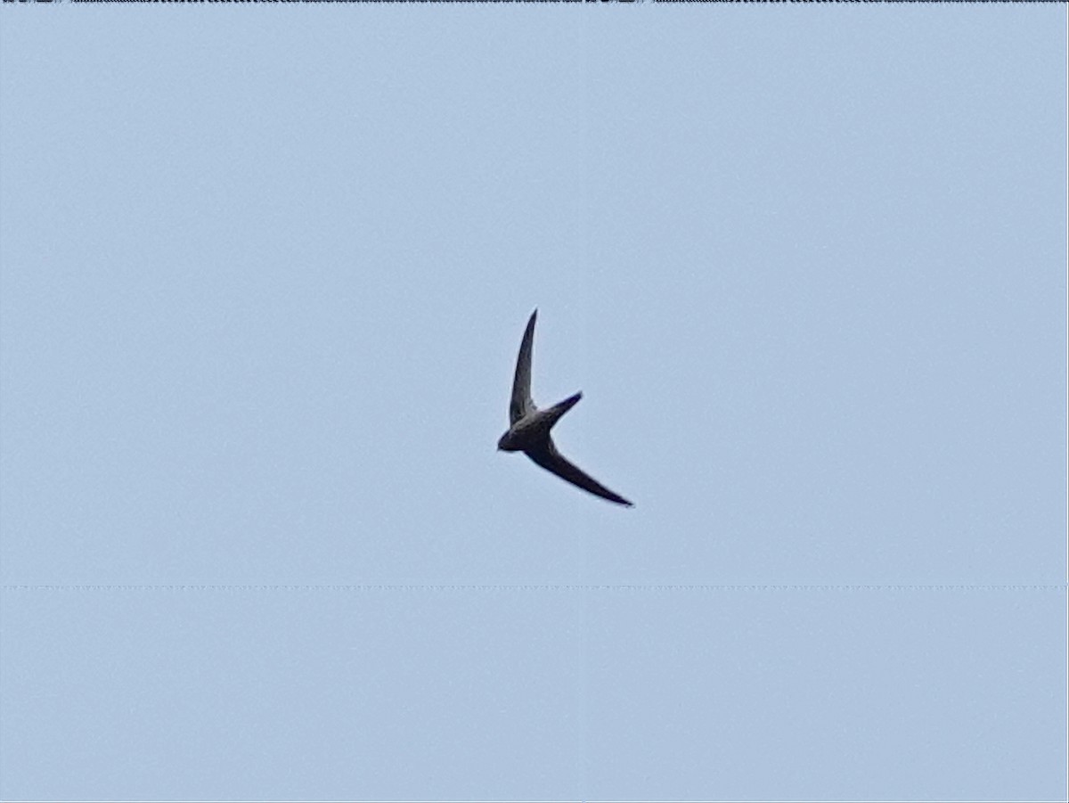 Asian Palm Swift - ML630903865