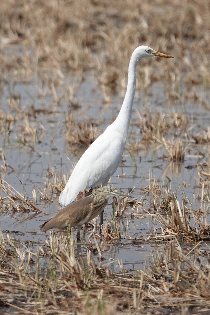 Squacco Heron - ML630903887