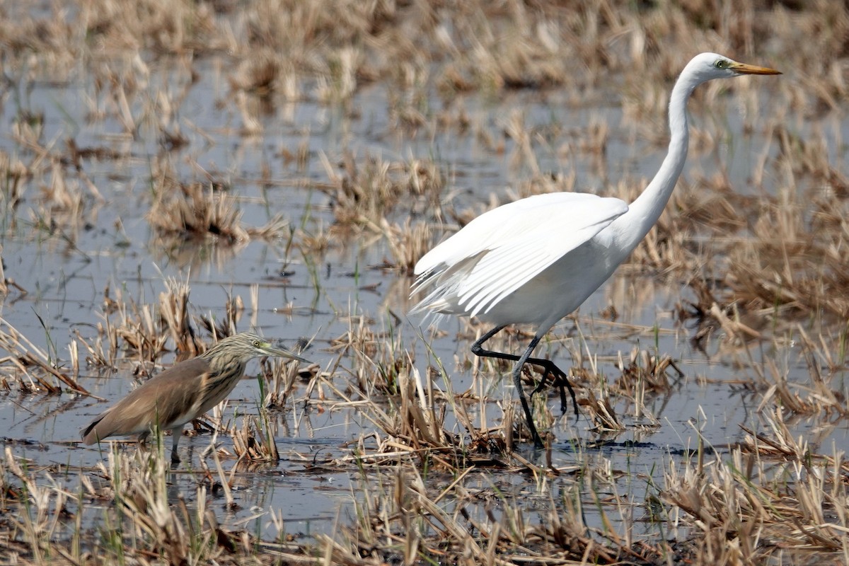 Squacco Heron - ML630903888