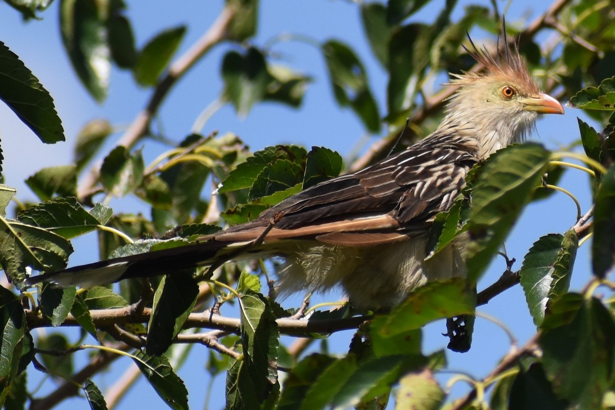 Guira Cuckoo - ML630903908