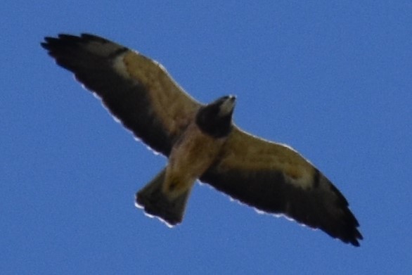 Swainson's Hawk - ML630903936