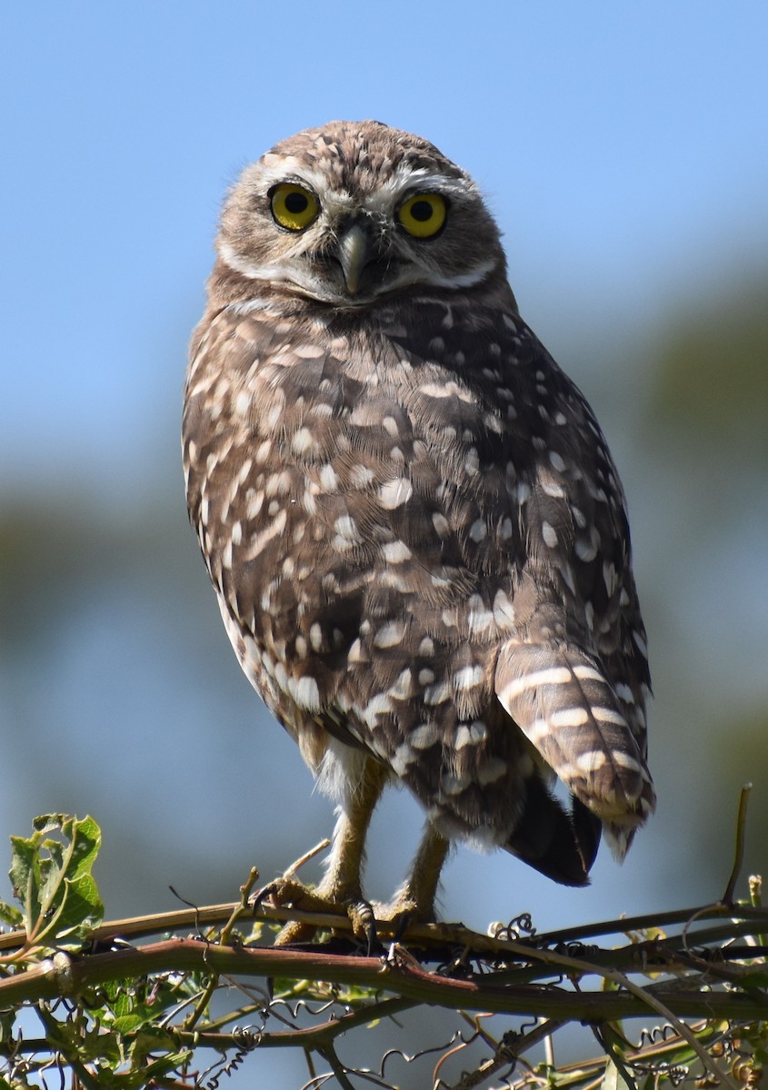 Burrowing Owl - ML630903955