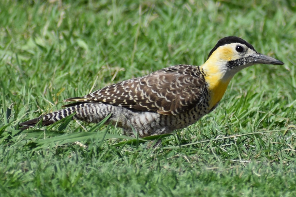 Campo Flicker - ML630903963