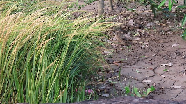 Mangrove Rail - ML630904124