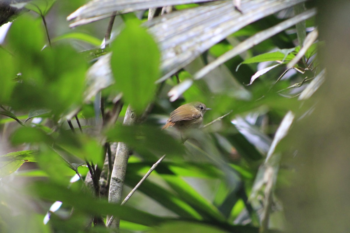 Unicolored Antwren - ML630904137