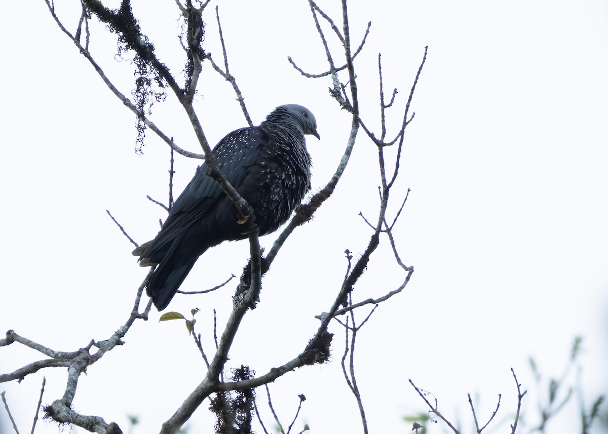 Pigeon de Hodgson - ML630904324