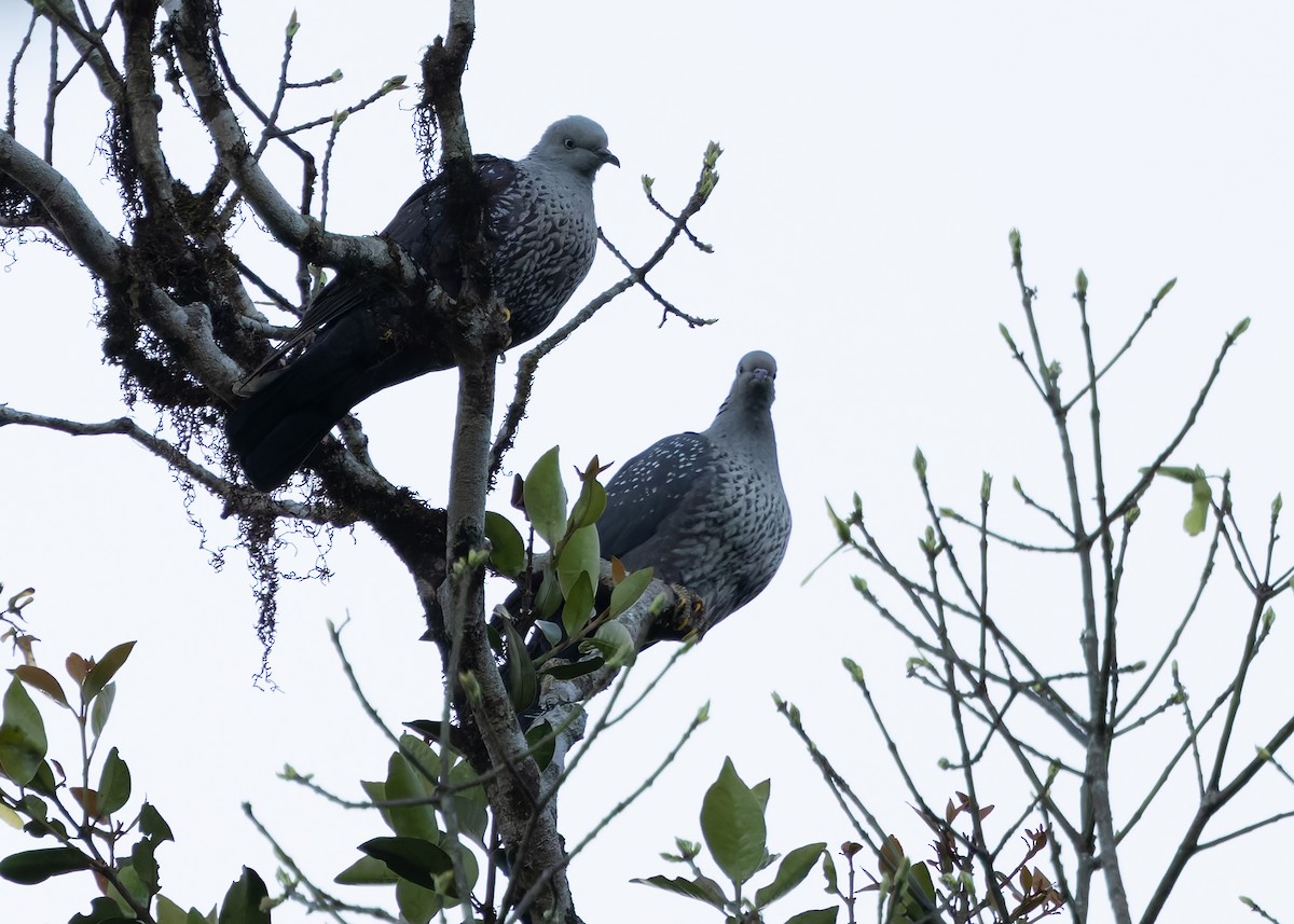 Pigeon de Hodgson - ML630904325