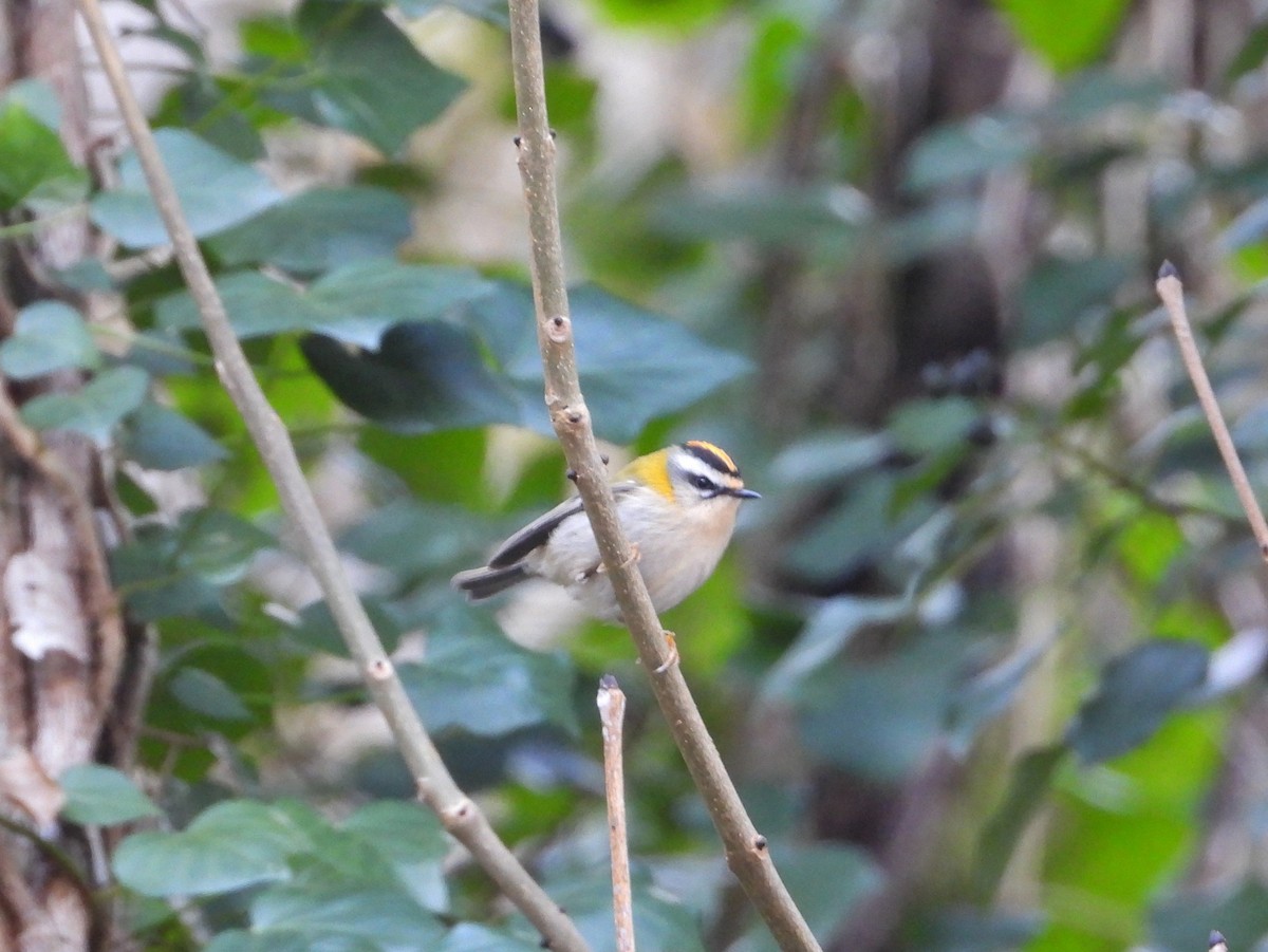 Common Firecrest - ML630904347