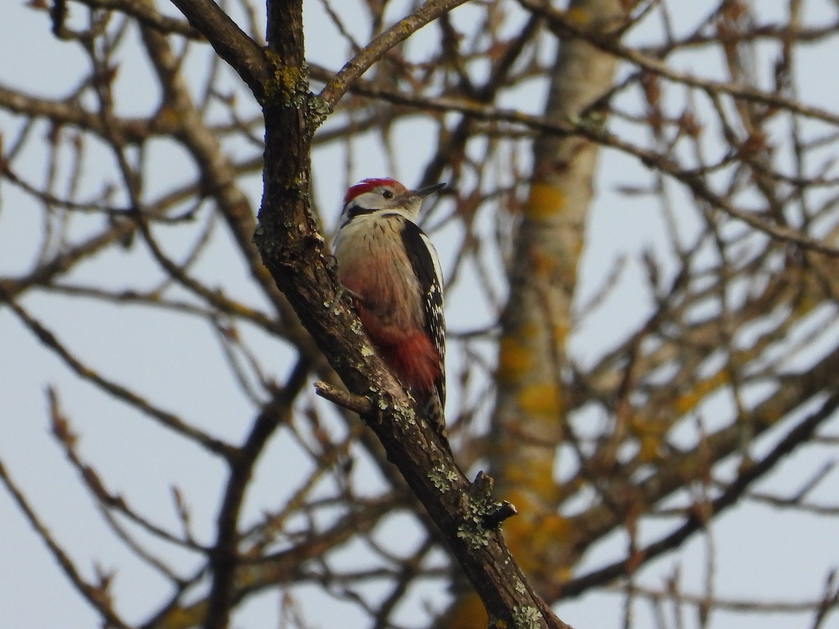 Middle Spotted Woodpecker - ML630904406
