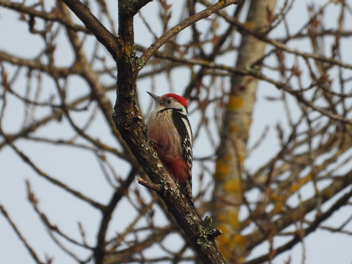 Middle Spotted Woodpecker - ML630904407