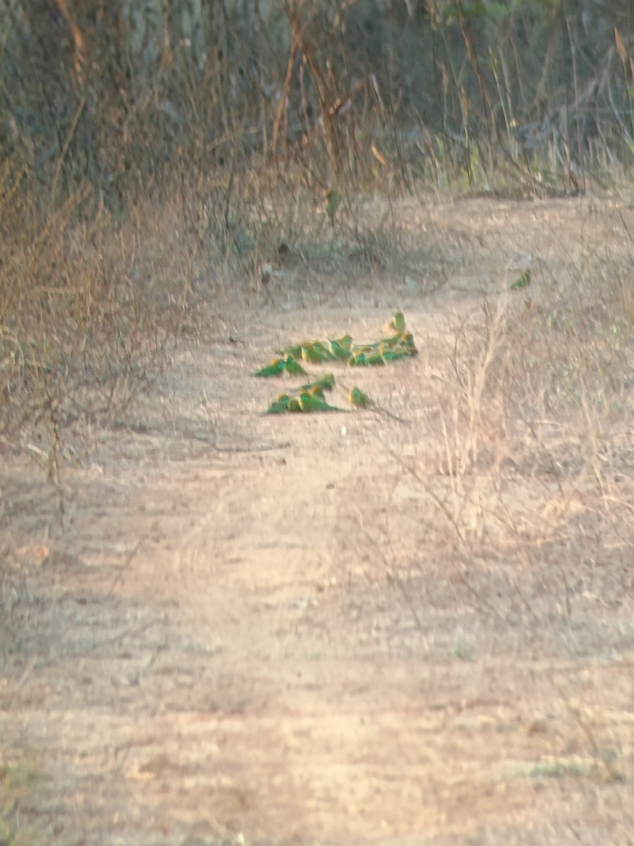 Asian Green Bee-eater - ML630904442