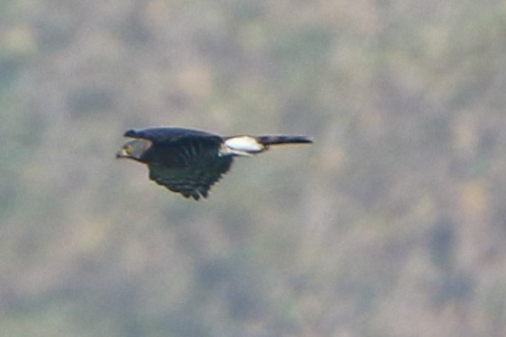 Crested Goshawk - ML630904793