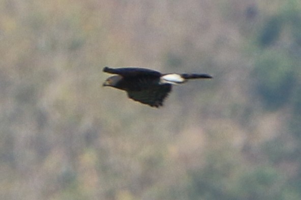 Crested Goshawk - ML630904794